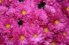 300px-Chrysanthemumkjfmartin.jpg