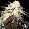 OG-Rascal-Seeds-White-Urkle-Fem.jpg