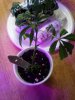 Peyote Purple Clones..jpg