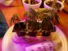 New Royal Queen Critical clones. 02-08-13.jpg