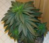 indica-plant-300x263.jpg