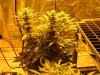 week 3 flowering 001.jpg