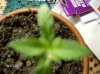 my plant at 2.5 weeks 006.jpg