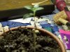 my plant at 2.5 weeks 009.jpg