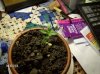 my plant at 2.5 weeks 002.jpg