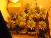 Grow pics Week 4 & 5 004.jpg