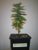 Grow pics Week 4 & 5 006.jpg