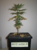 Grow pics Week 4 & 5 007.jpg