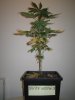 Grow pics Week 4 & 5 008.jpg