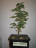 Grow pics Week 4 & 5 010.jpg