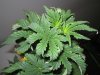 Grow pics Week 4 & 5 012.jpg