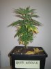 Grow pics Week 4 & 5 013.jpg