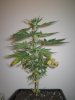 Grow pics Week 4 & 5 014.jpg