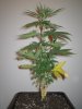 Grow pics Week 4 & 5 015.jpg