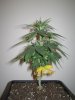 Grow pics Week 4 & 5 016.jpg