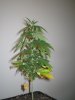 Grow pics Week 4 & 5 017.jpg