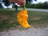 Fatalii_zps2e30cf6f.jpg