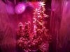 LED Grow (2).jpg