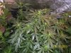 2wks 1212 bubba kush 020.jpg