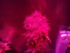 LED Grow (9).jpg