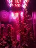 LED Grow (3).jpg