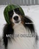 collie.jpg