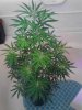 lemon haze. 1 week flowering..jpg