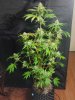 DAY 63 MAIN COLA KOSHER FULL.jpg