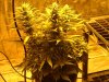 week 4 flowering 001.jpg