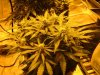 week 4 flowering 002.jpg