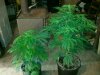 2521902d1360678555-starting-12-12-purple-kush-2013-02-12-09.04.06.jpg