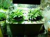 grow room 001.jpg