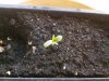 23rd sept 3 days old New seedling.jpg