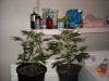 first_grow_087.jpg