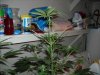 first_grow_088.jpg