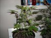 first_grow_089.jpg