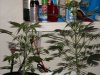 first_grow_091.jpg