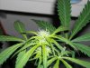 first_grow_092.jpg