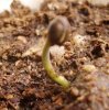 seedling 001.jpg