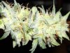 first_grow_093.jpg