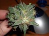 first_grow_099.jpg