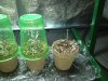 Day 0 Seedlings 4.jpg