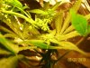 POLLINATION..WHITE TAI KUSH BIRTH 004.jpg