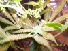 POLLINATION..WHITE TAI KUSH BIRTH 005.jpg