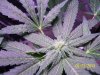 POLLINATION..WHITE TAI KUSH BIRTH 006.jpg