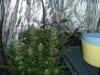 flowering week 5 part 2 002.jpg