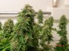 SeedsMan White Widow Cola.jpg