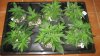 Tga Pennywize Test Grow Day 44.jpg