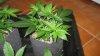 Tga Pennywize Test Grow Day 44 (2).jpg