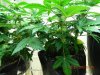 Seedman White Widow Topped Side View.jpg